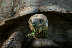 Una tortuga gigante en Galápagos