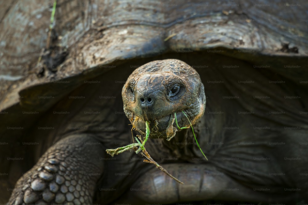 Una tortuga gigante en Galápagos