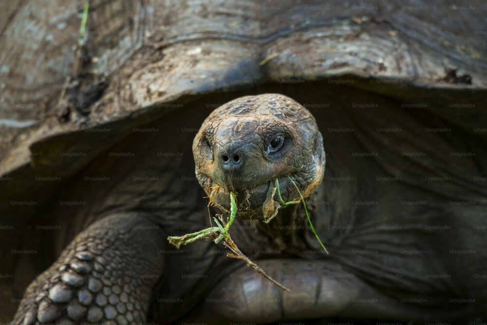 A Giant Turtle in Galapagos