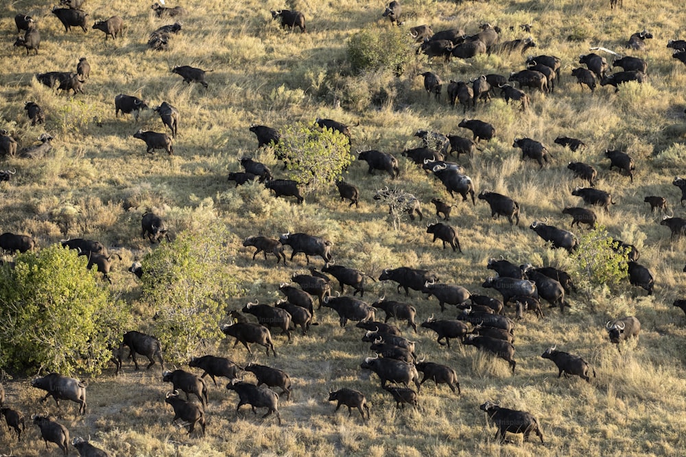 Buffalo herd in the Okavango Delta