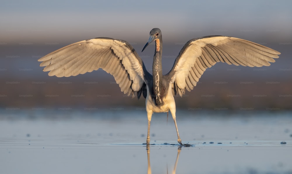 Tricolored Heron in Northern Florida