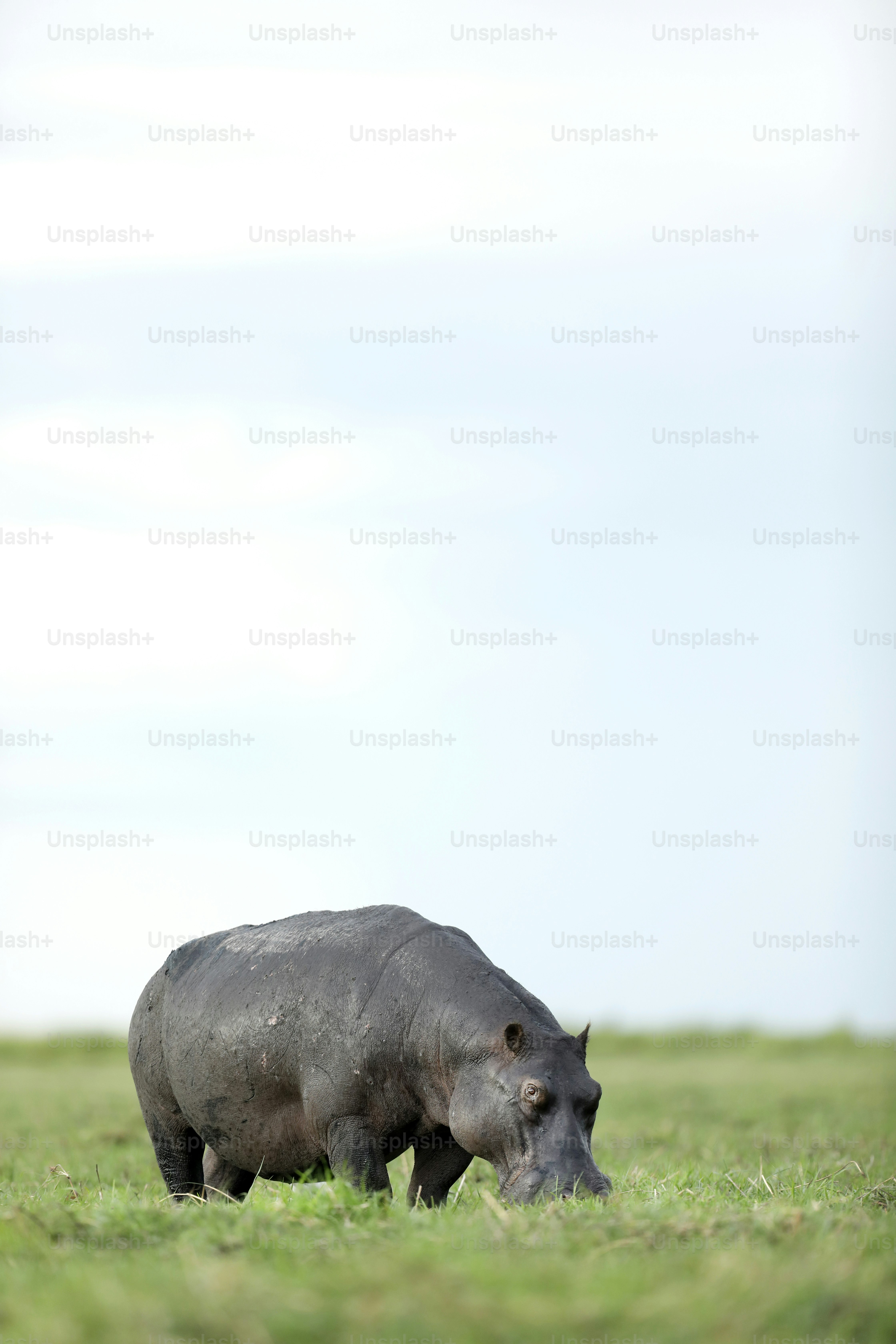 Hippo and cattle egret feeding