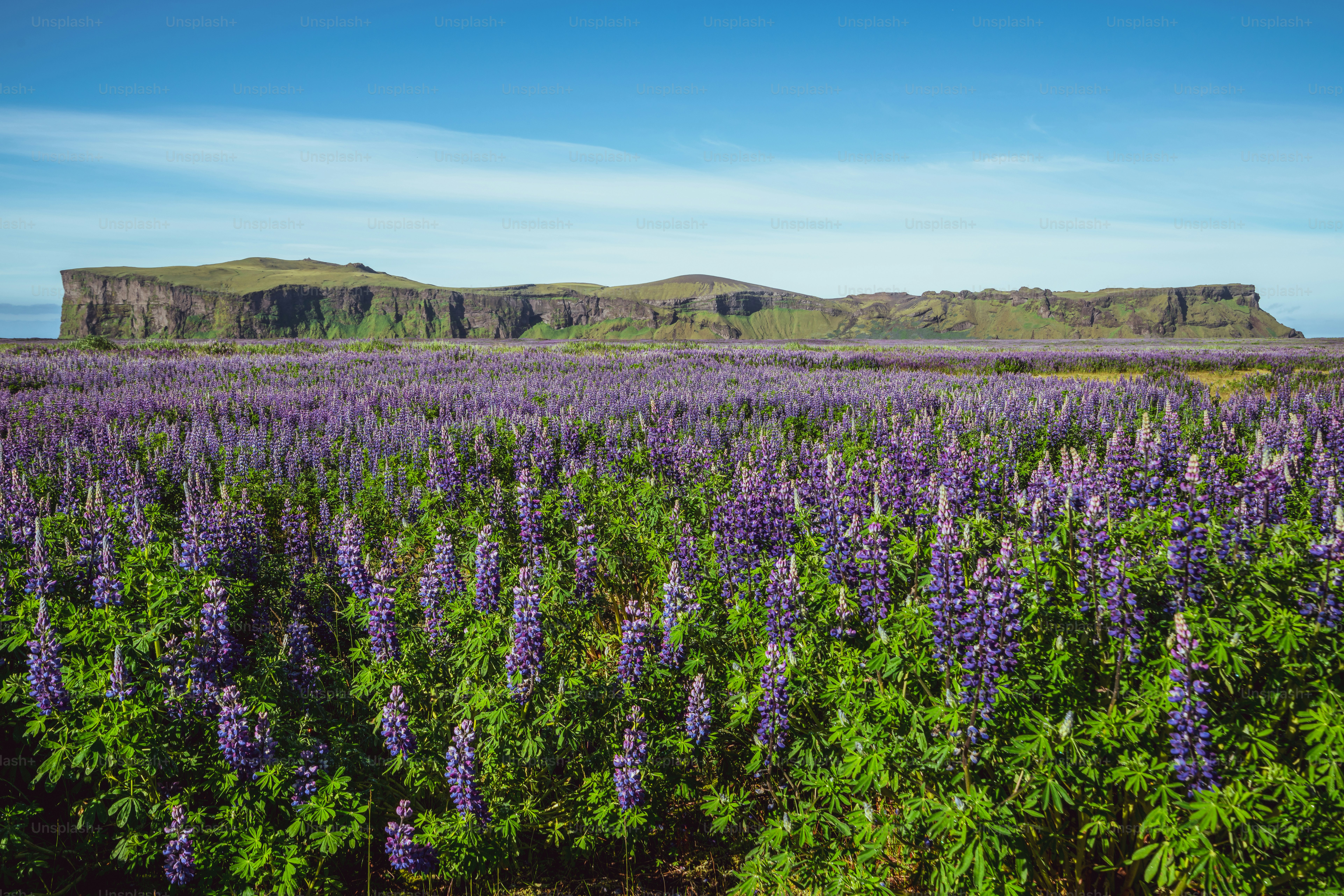 Campo de flores de tremoço em Vik Islândia. Grande paisagem do tremoço do Alasca.
