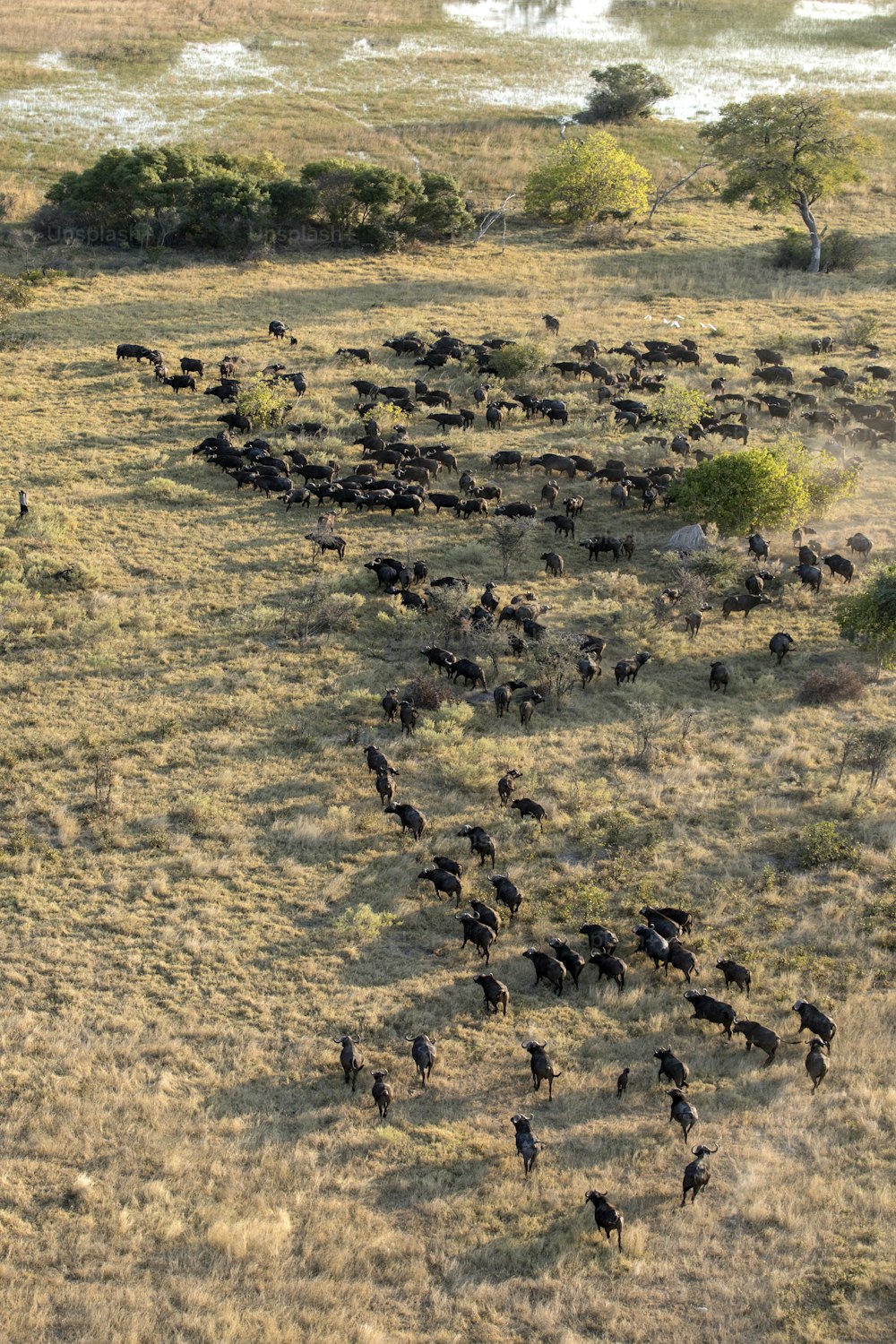 Buffalo herd in the Okavango Delta