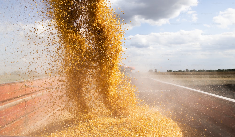 Combine harvester pours corn maize seeds.