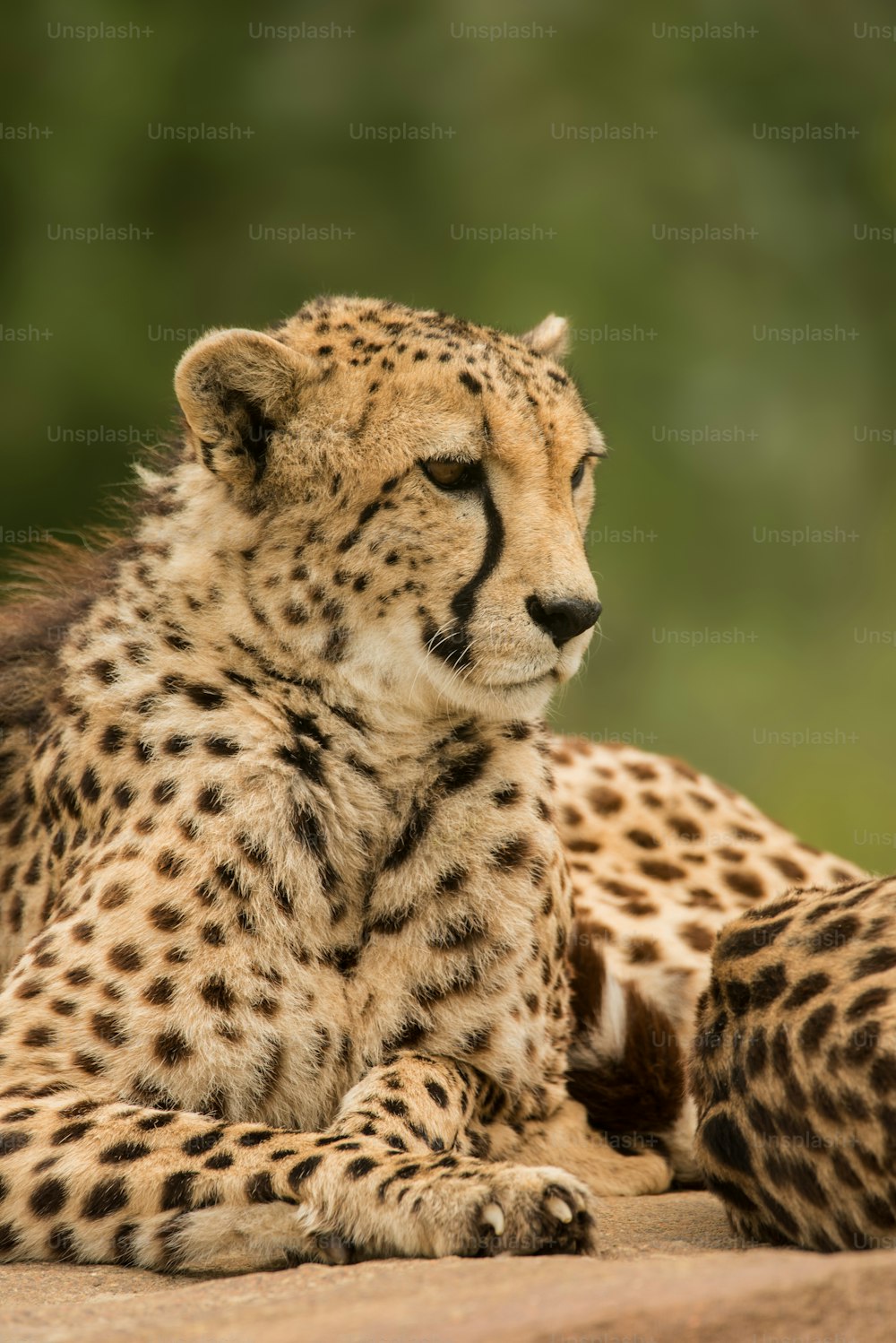 Atemberaubendes intimes Porträt von Cheetah Acinonyx Jubatus in farbenfroher Landschaft