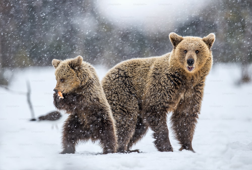 She-Bear und Bärenjunges auf dem Schnee bei Schneefall. Bärenjunges auf seinen Hinterbeinen stehend. Braunbären im Winterwald. Natürlicher Lebensraum. Wissenschaftlicher Name: Ursus Arctos Arctos.