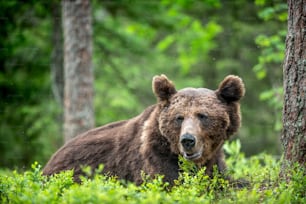 Macho adulto salvaje de oso pardo en el bosque de pinos. Retrato de primer plano. Nombre científico: Ursus arctos. Hábitat natural.