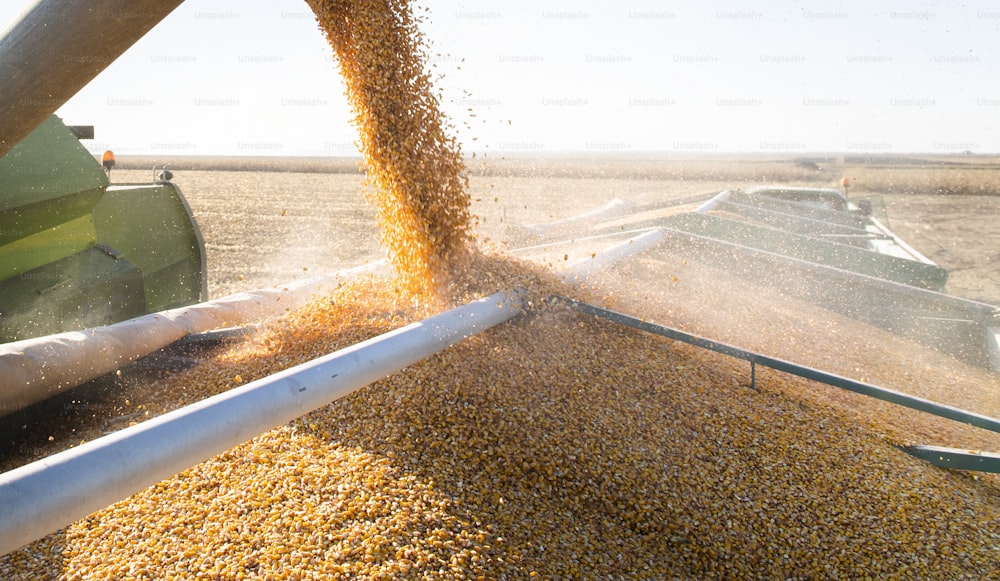 Grain auger of combine pouring corn into tractor trailer