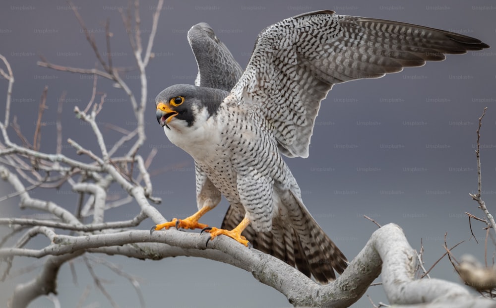 A peregrine falcon in New Jersey