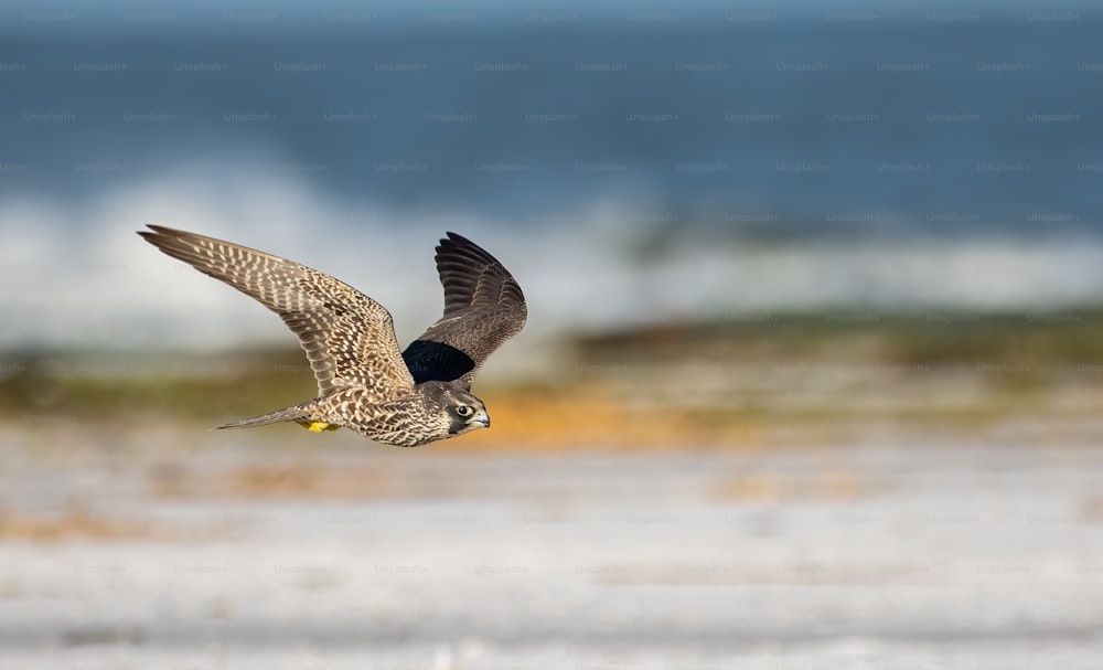 A peregrine falcon in New Jersey