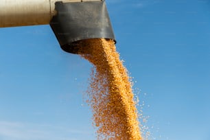 Combine harvester pours corn maize seeds.