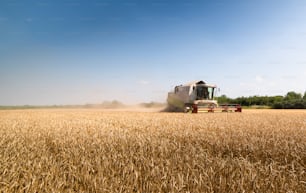 Uma colheitadeira que trabalha em um campo de trigo