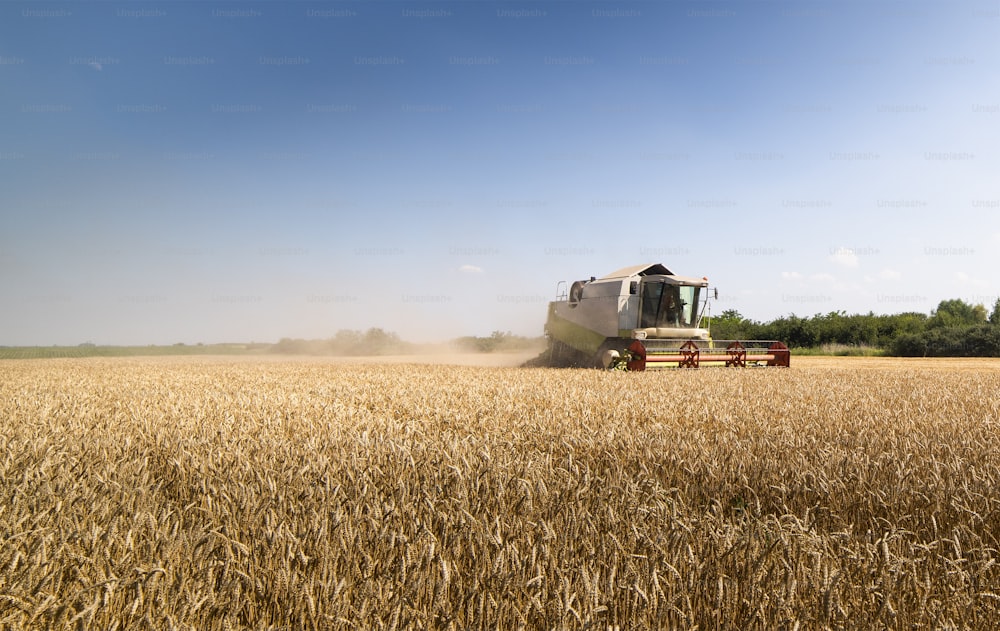 Uma colheitadeira que trabalha em um campo de trigo