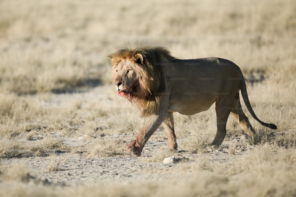 나미비아 에토샤 국립공원에서 갈기에 피가 묻은 수컷 사자.