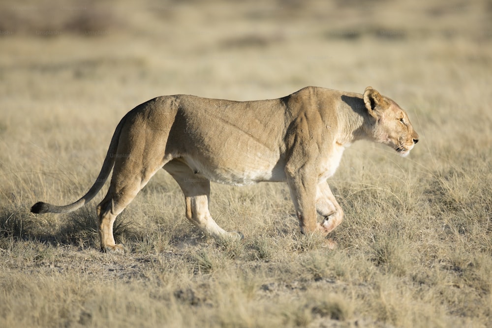 Leona en el Parque Nacional de Etosha, Namibia