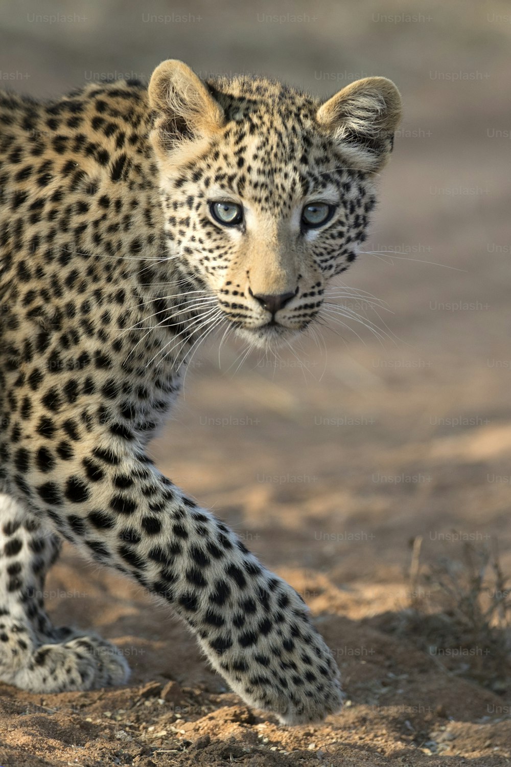 Cachorro de leopardo caminando a la luz de la mañana