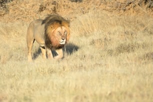 Un lion mâle avec du sang sur sa crinière dans le parc national d’Etosha, en Namibie.