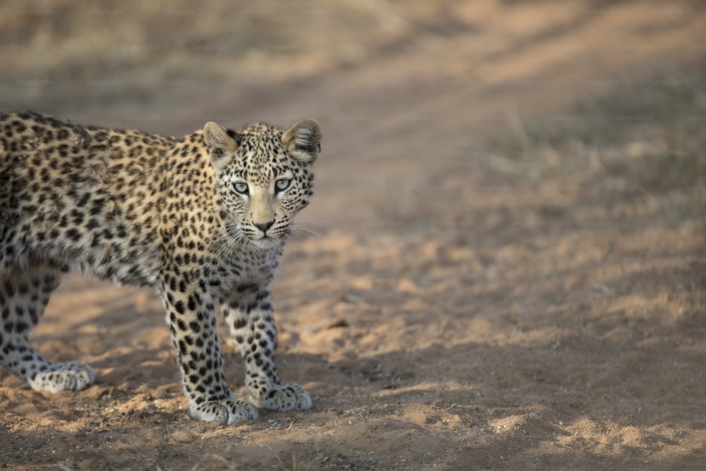 Cucciolo di leopardo che cammina nella luce del mattino