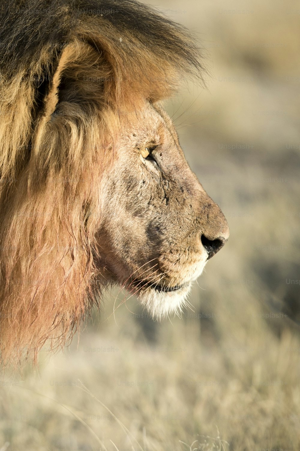 Um leão macho com sangue em sua juba no Parque Nacional de Etosha, Namíbia.