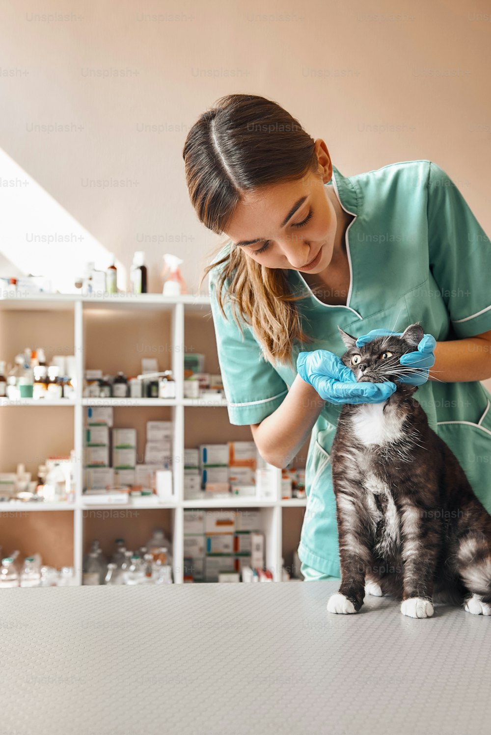 Cute patient. Young female veterinarian in work uniform is checking teeth of black cat sitting on the table at vet clinic. Pet care concept. Medicine concept. Animal hospital