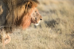 A male lion with blood on his mane in Etosha National Park, Namibia.