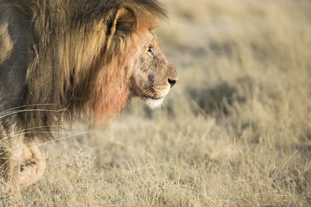 A male lion with blood on his mane in Etosha National Park, Namibia.