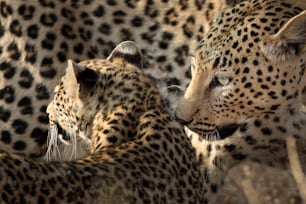 Mother and Cub leopard in morning sun