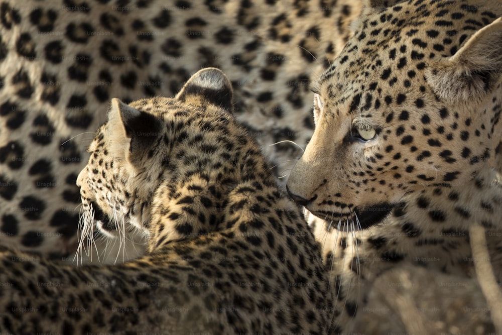 Mãe e filhote de leopardo no sol da manhã