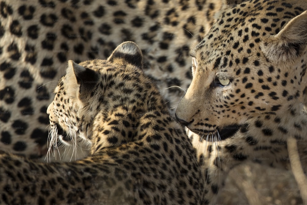 Mother and Cub leopard in morning sun