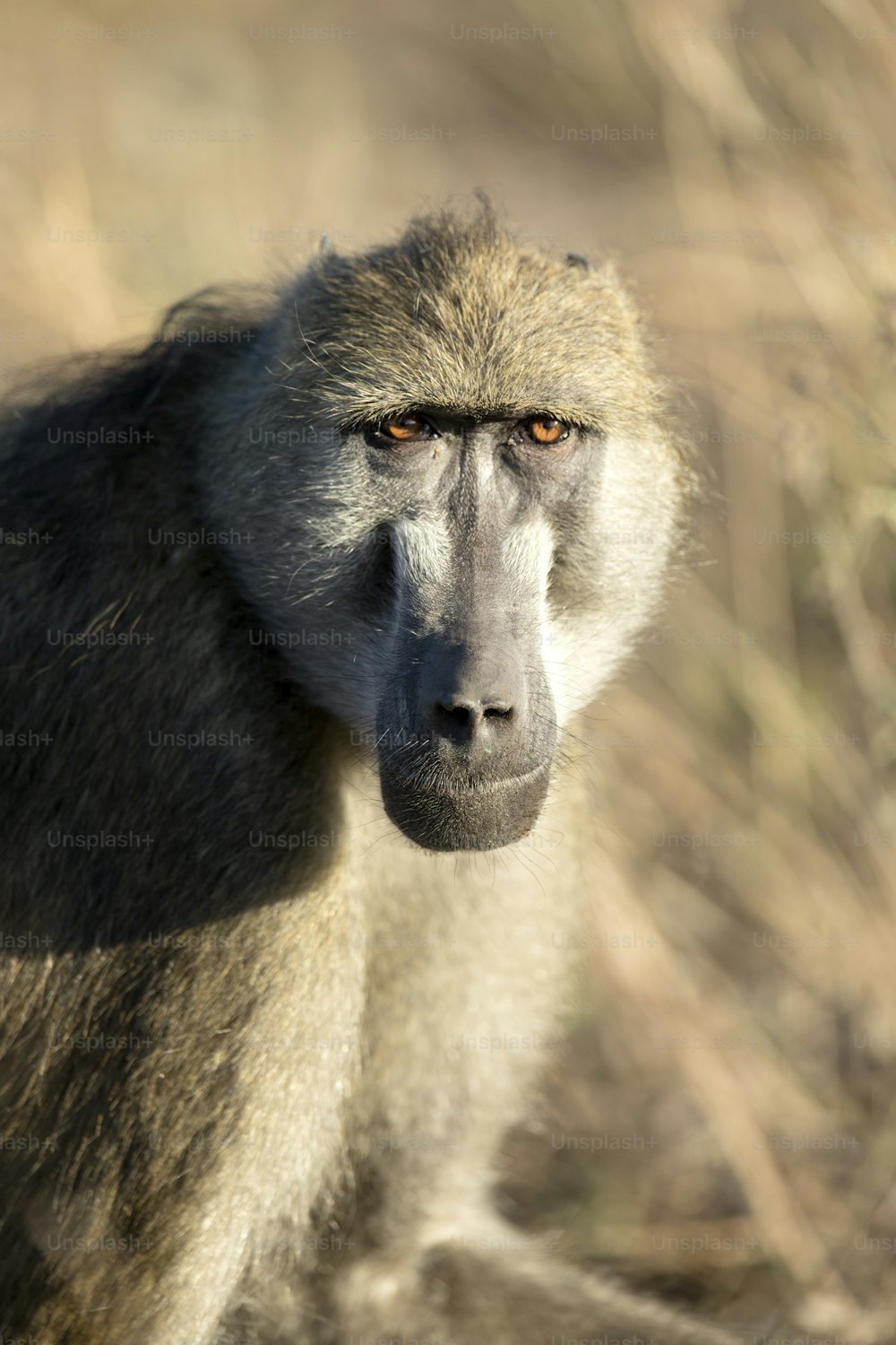 Retrato de un babuino a la luz de la mañana.