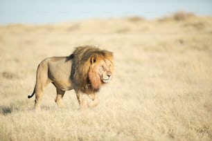 Um leão macho com sangue em sua juba no Parque Nacional de Etosha, Namíbia.
