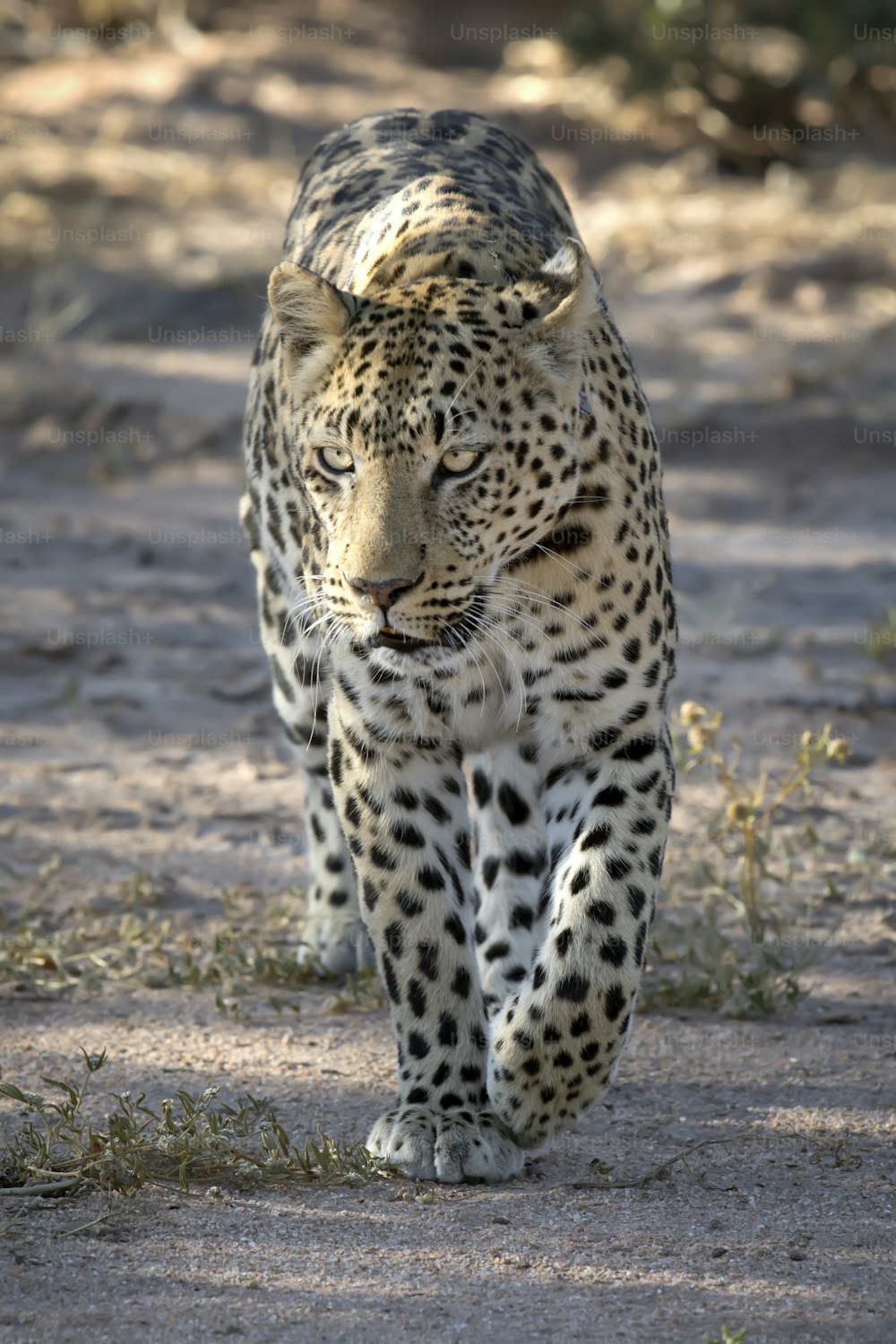 Leopard en patrouille matinale