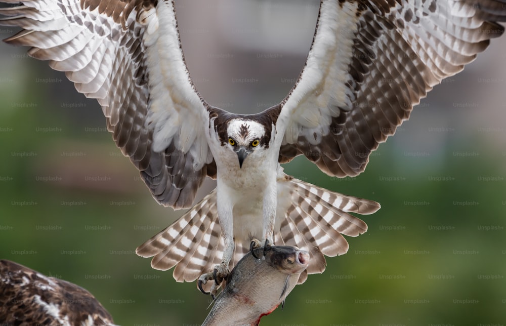 An osprey in Southern Florida