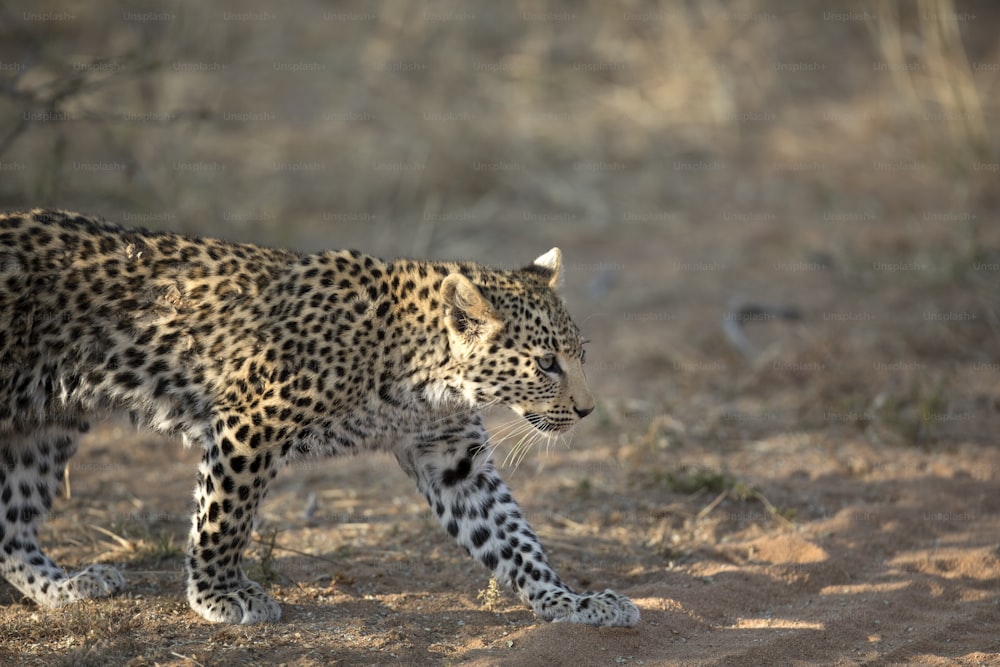 Lionceau léopard marchant dans la lumière du matin