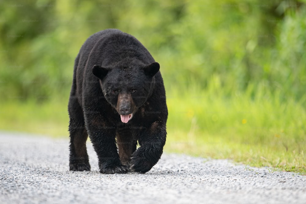 A Black Bear Portrait in the woods.