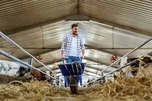 Full length of handsome caucasian farmer in jeans and plaid shirt pushing wheelbarrow with hay and looking at calves. Stable interior.