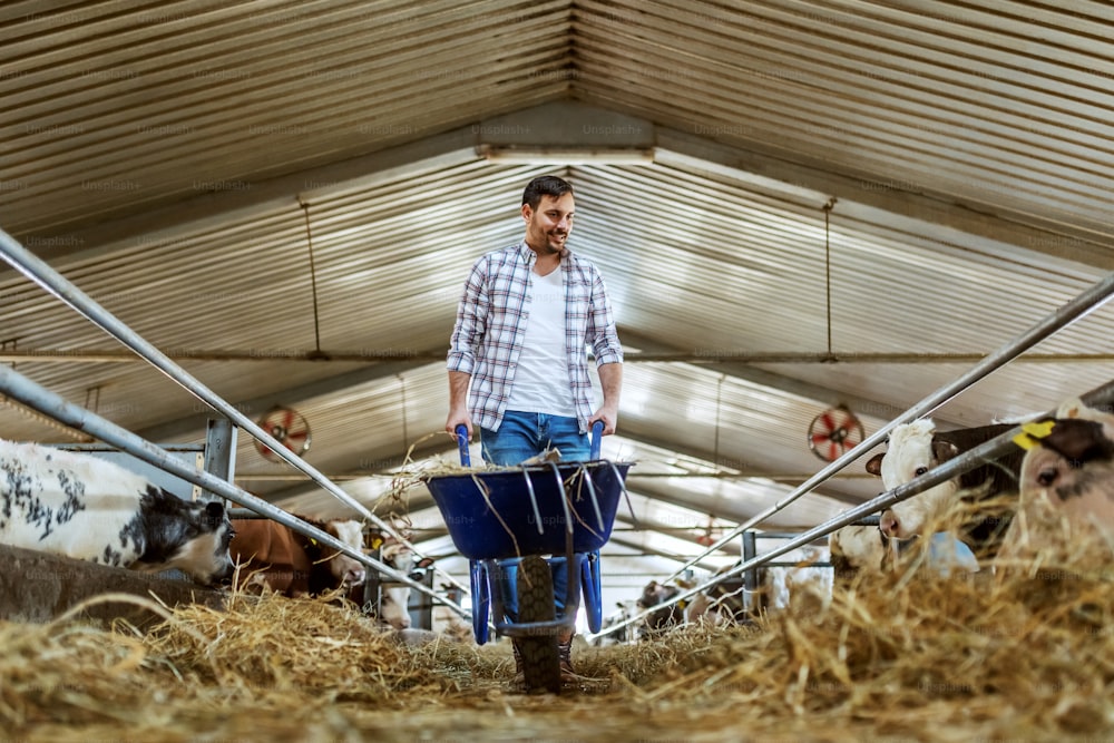 Figura intera di un bel contadino caucasico in jeans e camicia a quadri che spinge la carriola con il fieno e guarda i vitelli. Interno stabile.