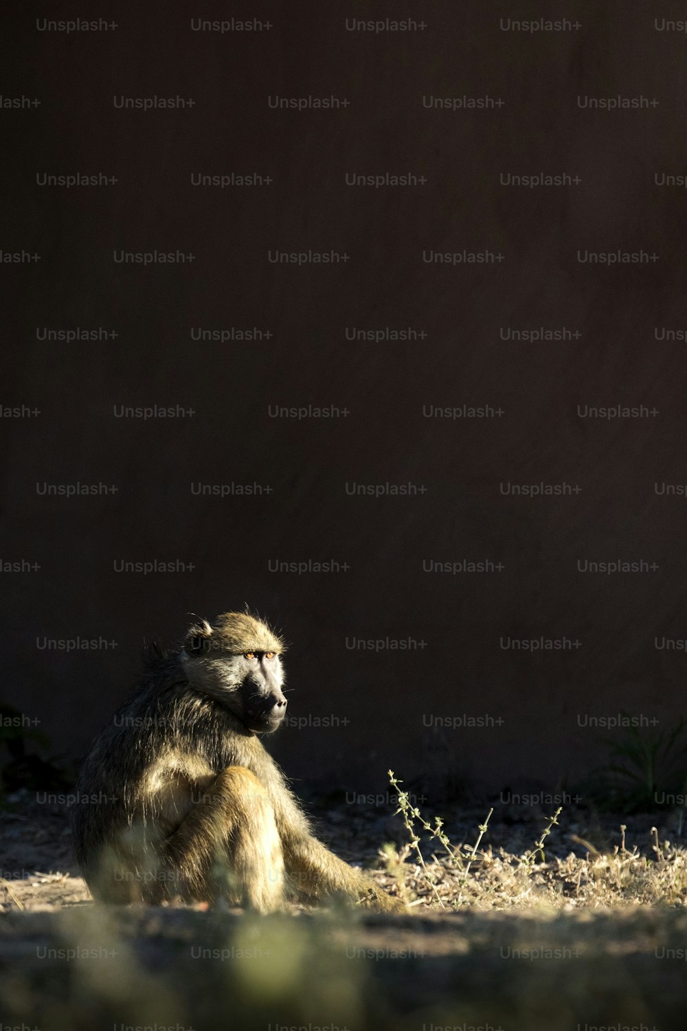 Um babuíno tomando sol na primeira luz do sol do dia