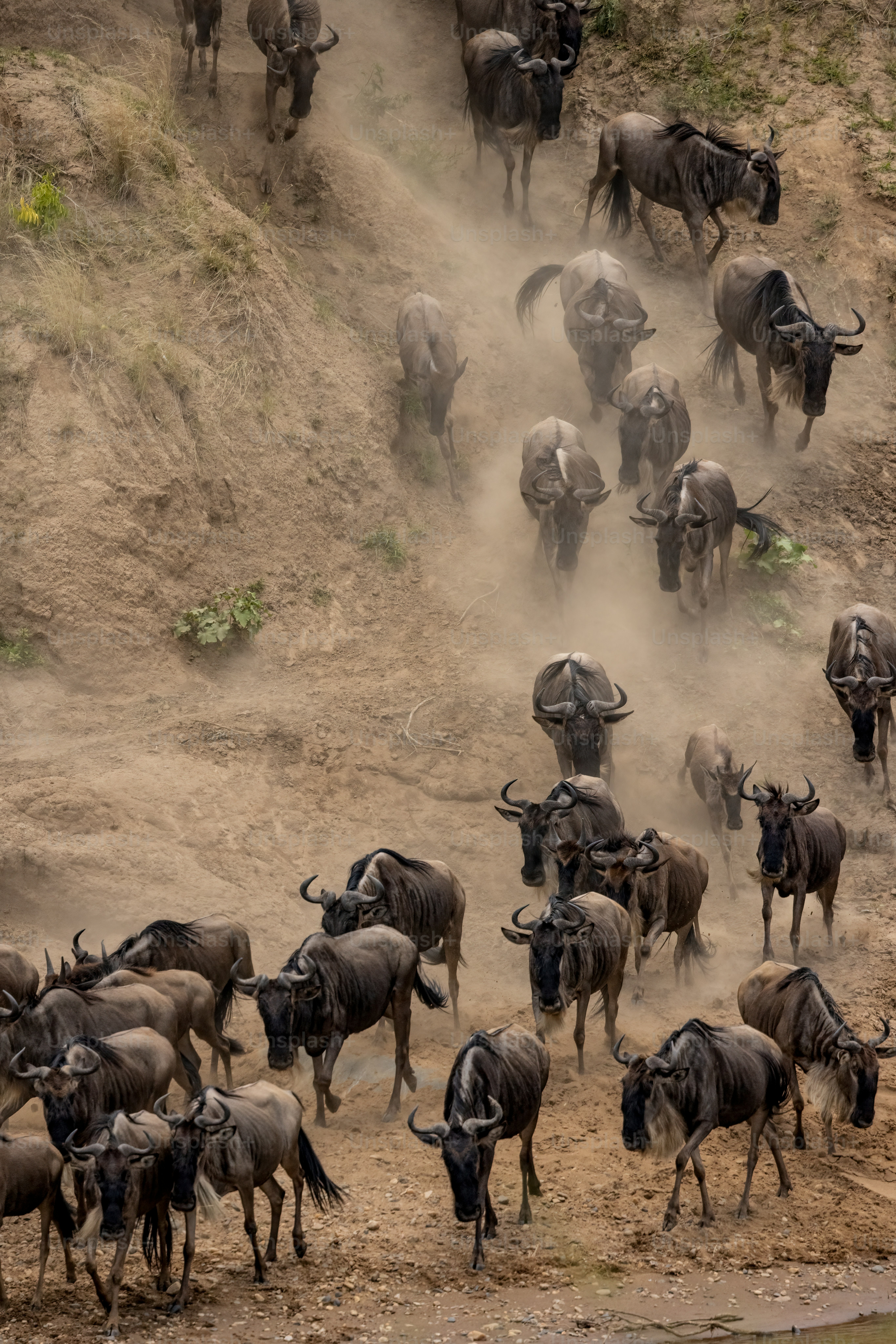 The wildebeest migration in Africa