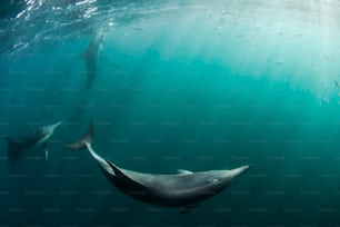 Eine Schule von Delfinen in Südafrika