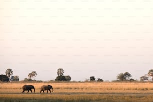 Deux éléphants marchant dans le parc national de Chobe, au Botswana.