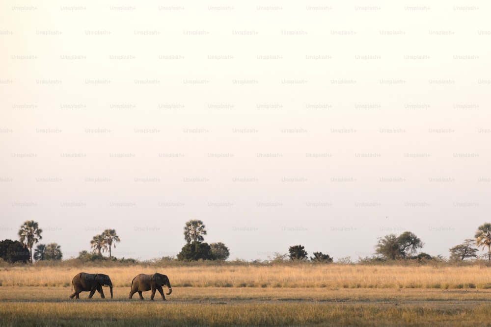 ボツワナのチョベ国立公園を歩く2頭のゾウ。