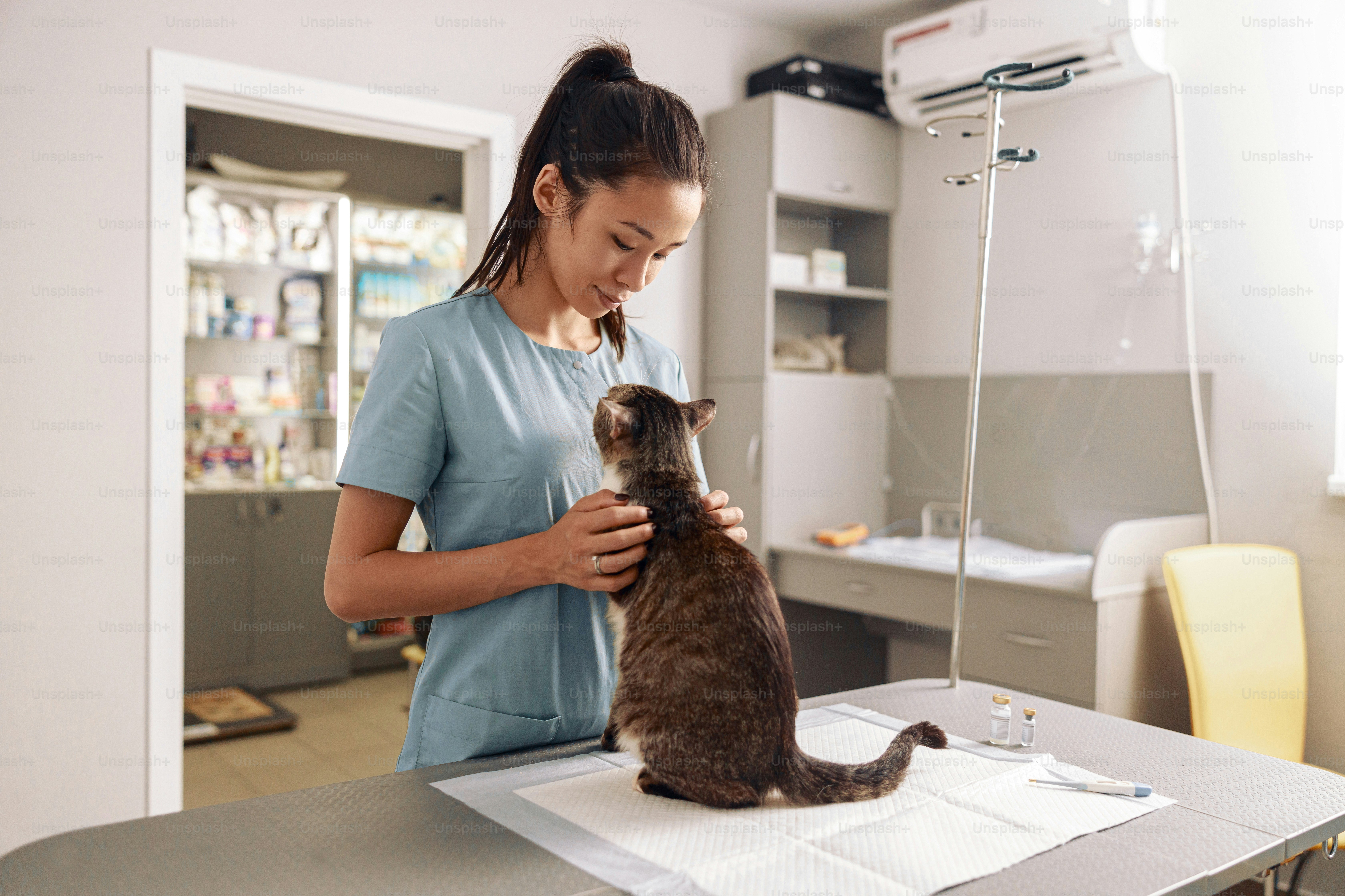 Pet owner comparing urgent veterinary care insurance plans at home