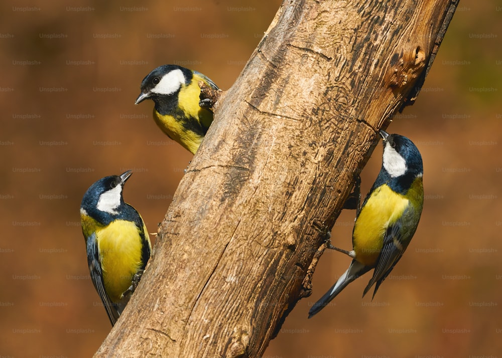Three cheerful great tits (Parus major) looking for food on a branch.