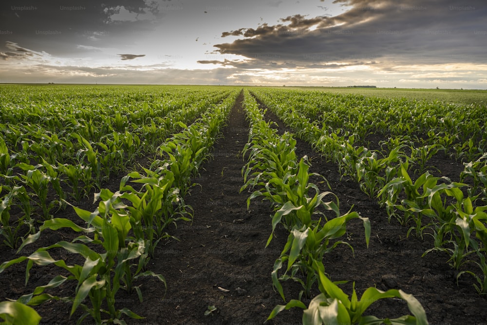 Open corn field at sunset.Corn field .