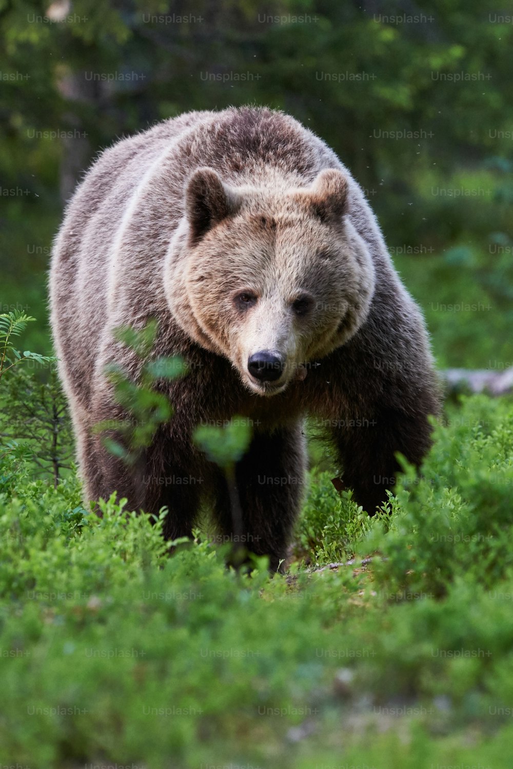 Wilder Braunbär wandert in der finnischen Taiga