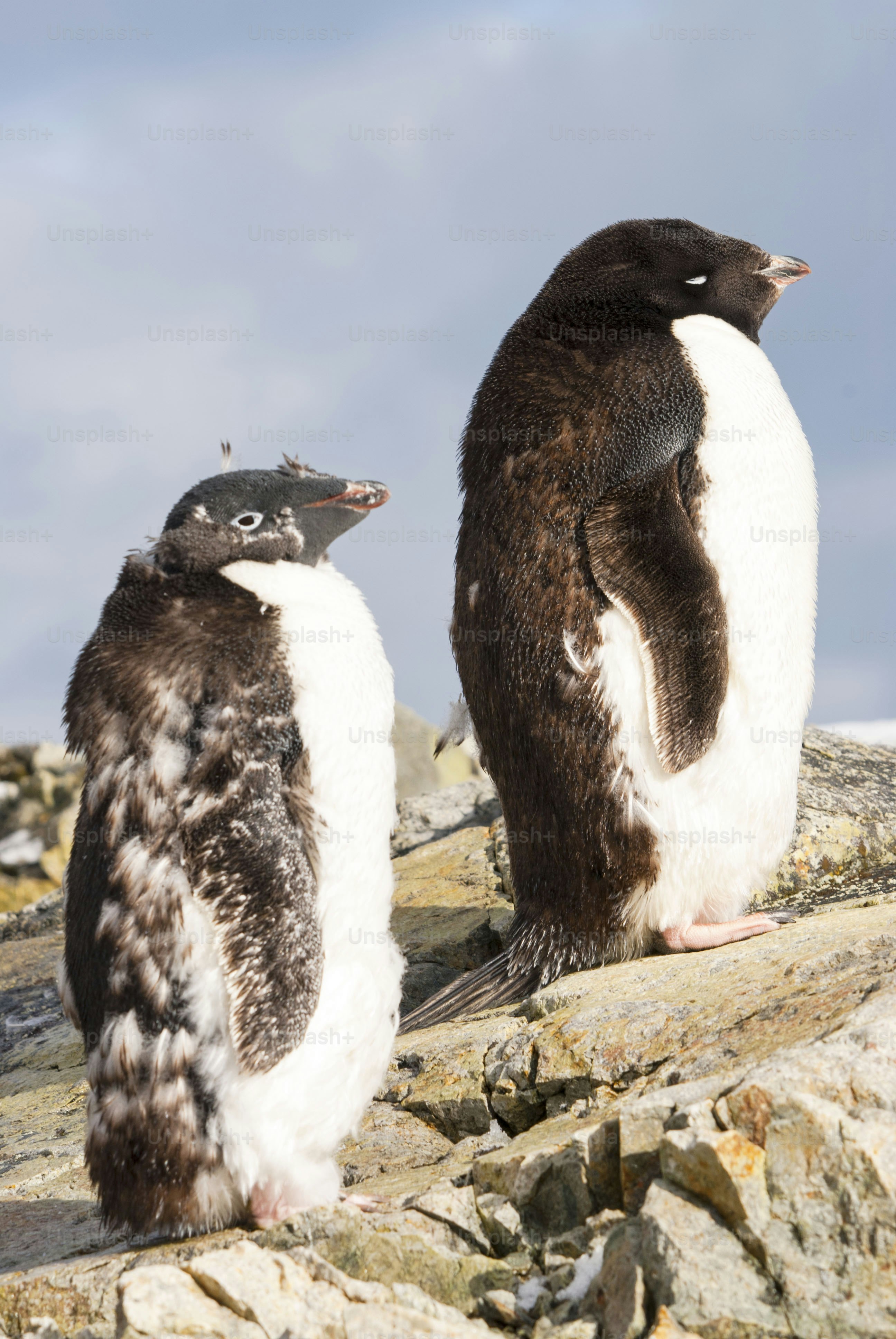A couple of Adelei Penguins in Antarctica photo – Animal Image on Unsplash