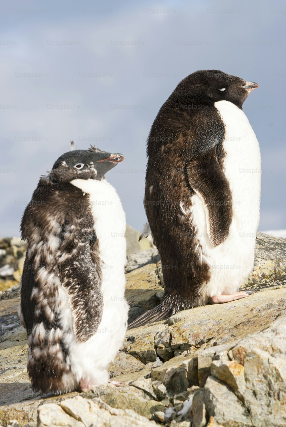 Um casal de pinguins Adelei na Antártida