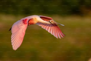 Roseate Spoonbill in Florida